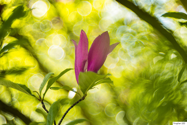 Obiektywy Meyer Optik Görlitz - Trioplan 100 mm f/2,8, pierwsza odsona i pierwsze przykadowe zdjcia