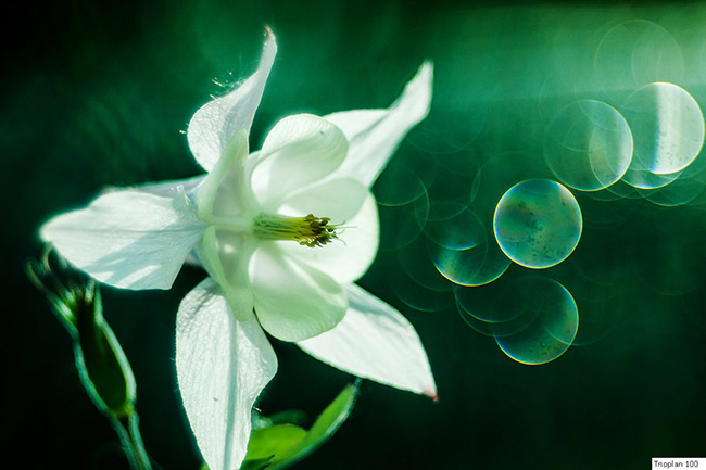 Obiektywy Meyer Optik Görlitz - Trioplan 100 mm f/2,8, pierwsza odsona i pierwsze przykadowe zdjcia