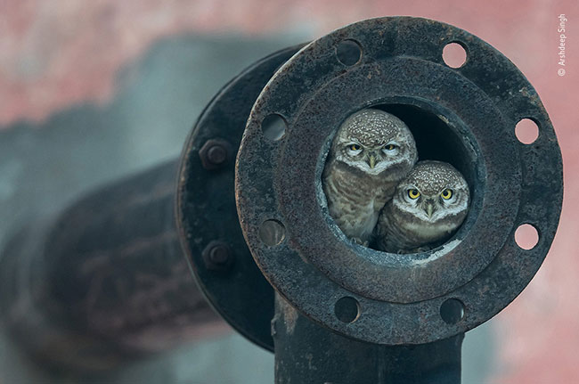 © Arshdeep Singh Wildlife Photographer of the Year