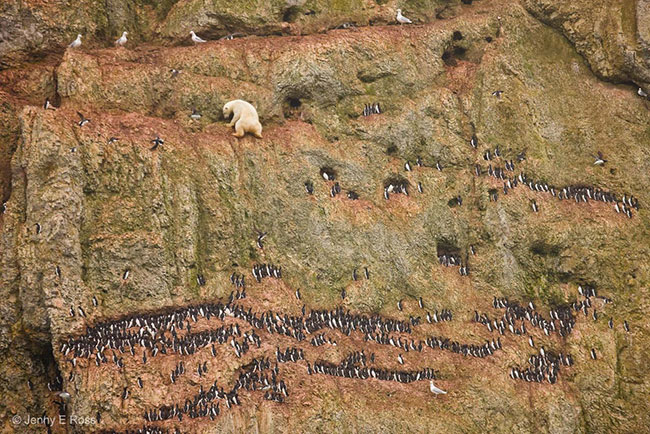 © Jenny E Ross Wildlife Photographer of the Year