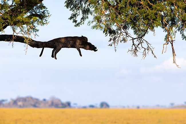 © Wildlife photographer and Canon Ambassador, Maxime Aliaga