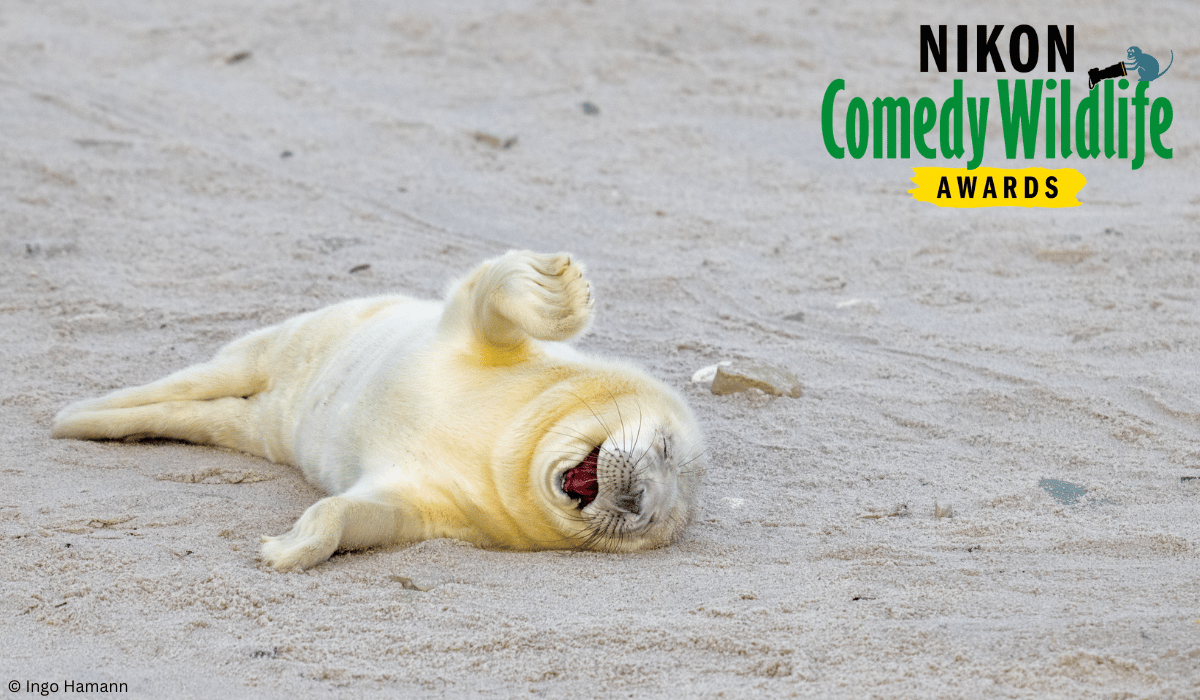 Comedy Wildlife Photography Awards 2024