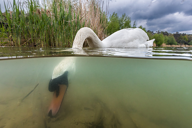 III miejsce „Nurek”, fot. Tomasz Sczansny