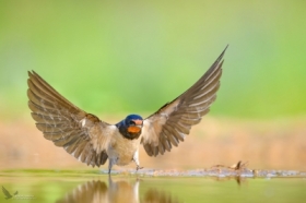 Dymwka, Barn Swallow (Hirundo rustica) ... 2024r