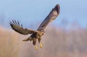 Myszow, Common Buzzard (Buteo buteo) ...