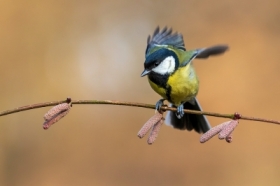 Bogatka (Parus major)