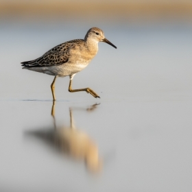 Batalion  (Calidris pugnax)