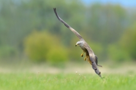 kania czarna, Black Kite (Milvus migrans) ...