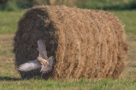 Pustuka na polowaniu