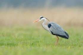 Czapla Siwa, Grey Heron (Ardea cinerea) ...