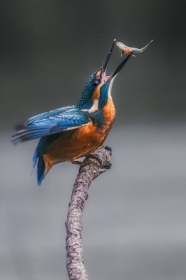 Kingfisher