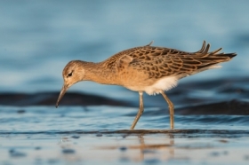 Batalion (Calidris pugnax)