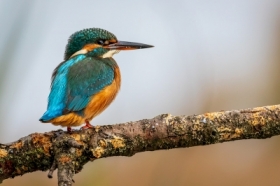 Zimorodek (Alcedo atthis)