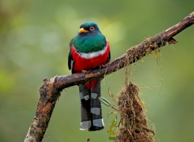 Trogon