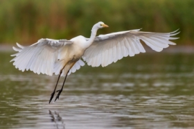 Czapla biaa (Ardea alba)