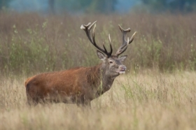 Jele szlachetny (Cervus elaphus)