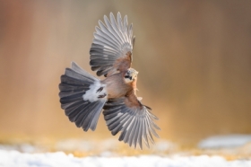 Sjka, Eurasian Jay (Garrulus glandarius) ... 2025r