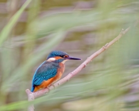 Kingfisher