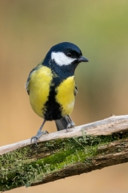 Bogatka (Parus major)