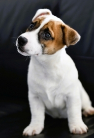 Jack Russell terrier