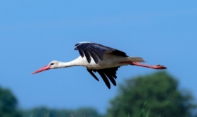 Bocian biay (Ciconia ciconia)