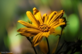 Yellow flower