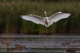 Czapla biaa (Ardea alba)