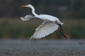 Czapla biaa (Egretta alba)