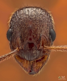 Portret mrwki Myrmica rubra