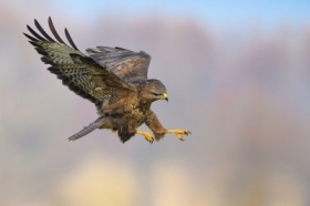 W ataku ... Myszow, Common Buzzard (Buteo buteo) ...