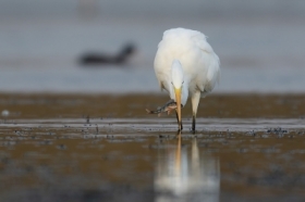 Czapla biaa (Egretta alba)