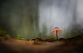 Mushroom