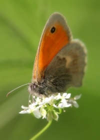 Motyl na kwiatku