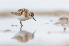 Biegus malutki (Calidris minuta)