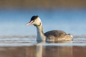 Perkoz dwuczuby (Podiceps cristatus)