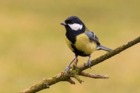 sikora bogatka (Parus Major)