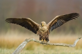 Bielik, White-tailed Eagle (Haliaeetus albicilla) ...