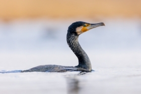 Kormoran (Phalacrocorax carbo)