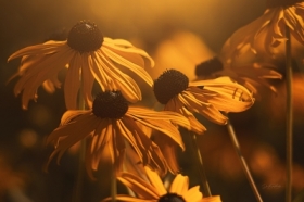 summer in the garden....Rudbeckia