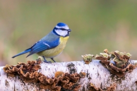 Modraszka (Cyanistes caeruleus)