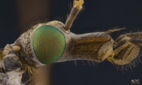 Koziuka moczarowa (Tipula vernalis)