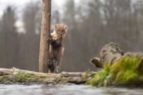 Kuna lena - European pine marten