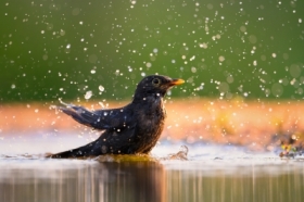 Kosiaste SPA ... Kos, Common Blackbird (Turdus merula) ... 2024r