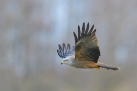 Kania Czarna, Black Kite (Milvus migrans) ...