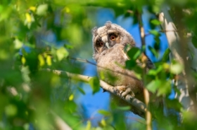 Moda Uszatka, Long-eared Owl (Asio otus) ...