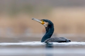 Kormoran (Phalacrocorax carbo)