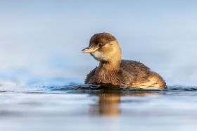 Perkozek (Tachybaptus ruficollis)