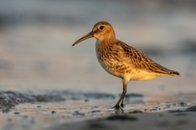 Biegus zmienny (Calidris alpina)