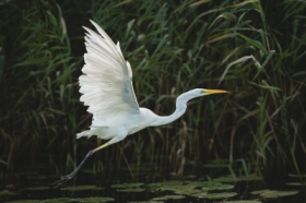 Czapla biaa (Ardea alba)