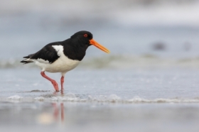 Ostrygojad (Haematopus ostralegus)